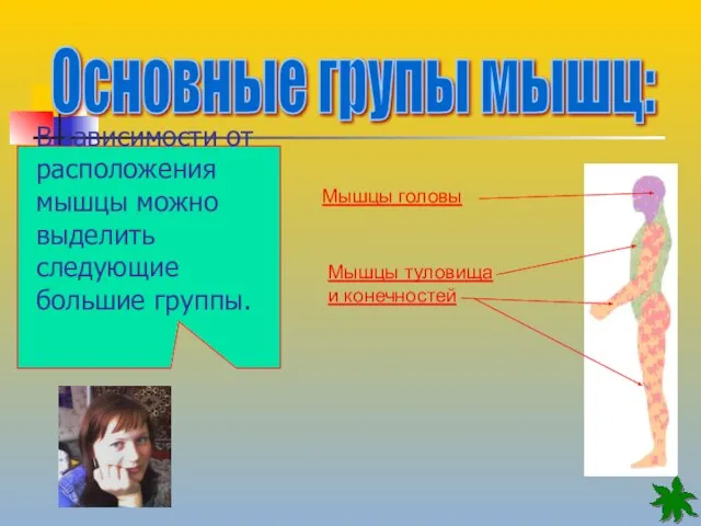 Основные групы мышц: Мышцы головы Мышцы туловища и конечностей В зависимости от