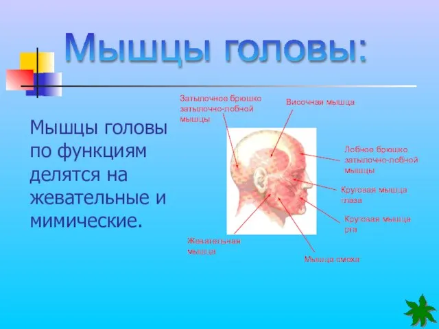 Мышцы головы: Мышцы головы по функциям делятся на жевательные и мимические. Затылочное