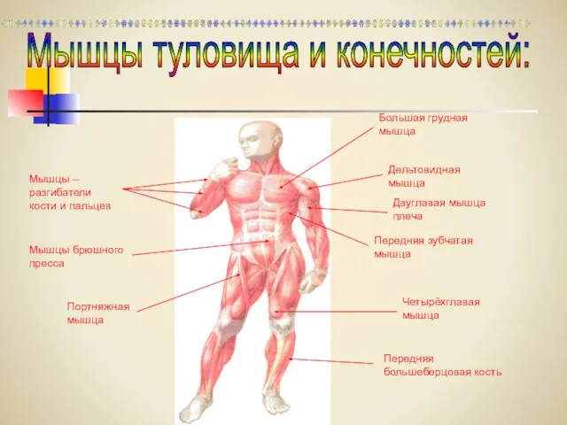 Мышцы туловища и конечностей: Мышцы – разгибатели кости и пальцев Большая грудная