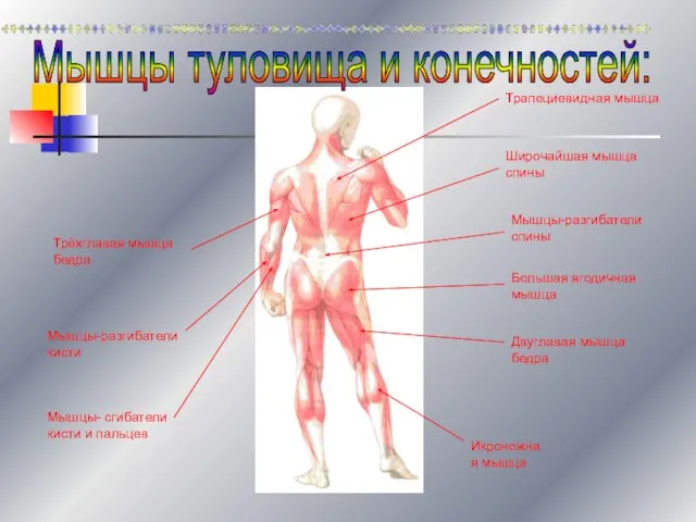 Трапециевидная мышца Широчайшая мышца спины Мышцы-разгибатели спины Большая ягодичная мышца Двуглавая мышца