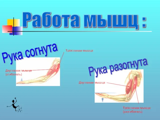 Работа мышц : Двуглавая мышца(сгибатель) Трёхглавая мышца Двуглавая мышца Трёхглавая мышца (разгибатель) Рука согнута Рука разогнута