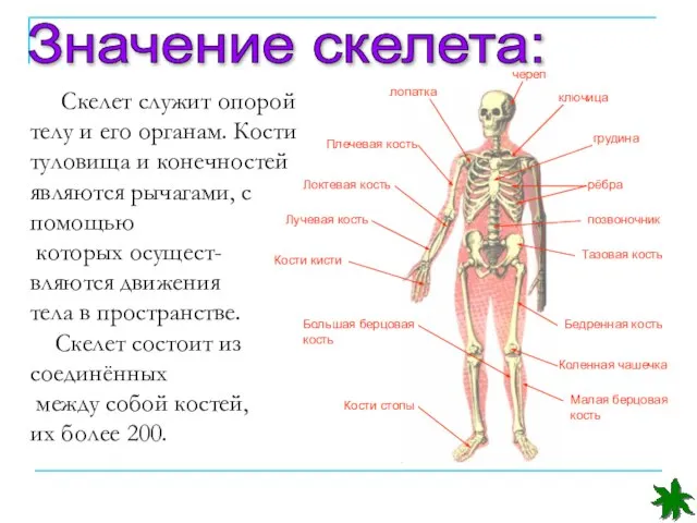 Значение скелета: череп ключица лопатка грудина Плечевая кость рёбра позвоночник Локтевая кость