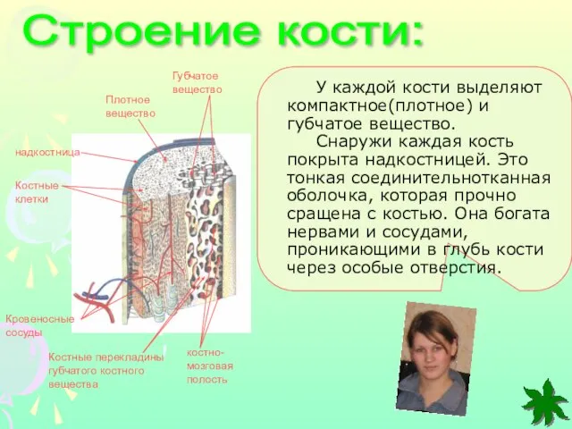 Строение кости: Губчатое вещество Плотное вещество надкостница Костные клетки Кровеносные сосуды Костные