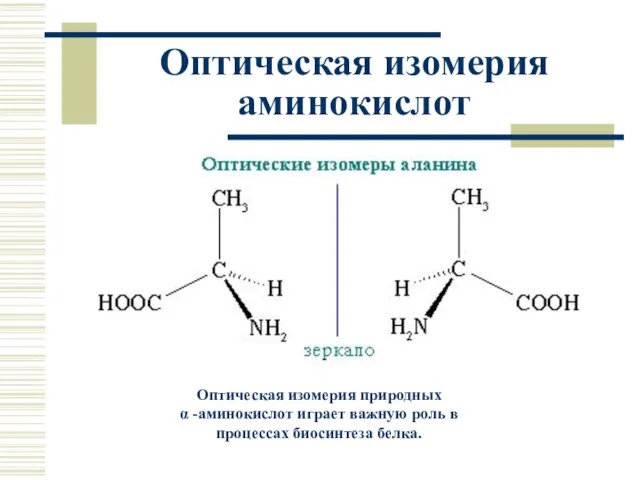 Оптическая изомерия аминокислот Оптическая изомерия природных α -аминокислот играет важную роль в процессах биосинтеза белка.