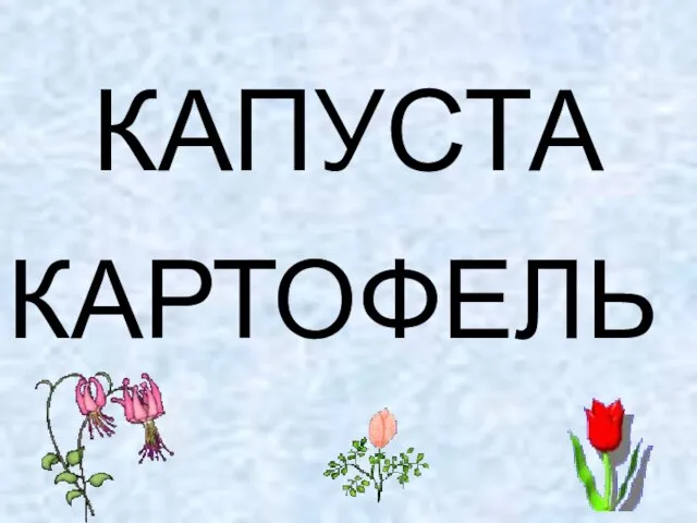 КАПУСТА КАРТОФЕЛЬ