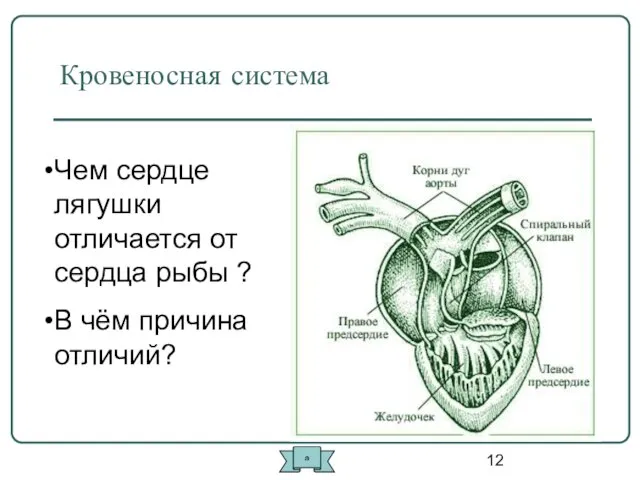 Кровеносная система Чем сердце лягушки отличается от сердца рыбы ? В чём причина отличий? а