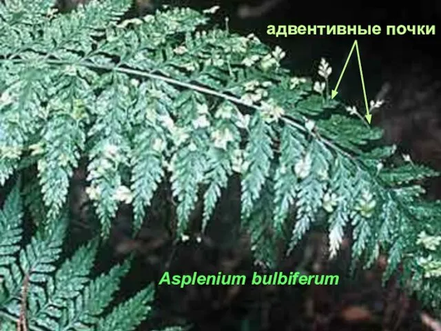 адвентивные почки Asplenium bulbiferum