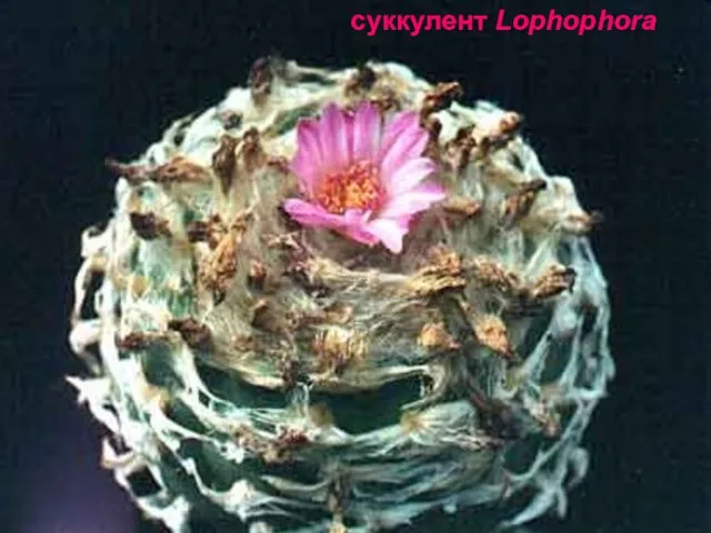 суккулент Lophophora