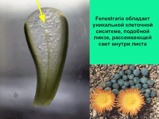 Fenestraria обладает уникальной клеточной сиситеме, подобной линзе, рассеивающей свет внутри листа