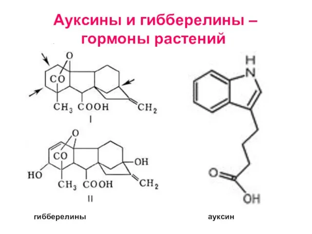 Ауксины и гибберелины – . гормоны растений гибберелины ауксин