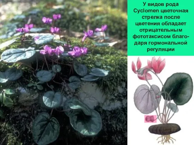 У видов рода Cyclomen цветочная стрелка после цветения обладает отрицательным фототаксисом благо-даря гормональной регуляции