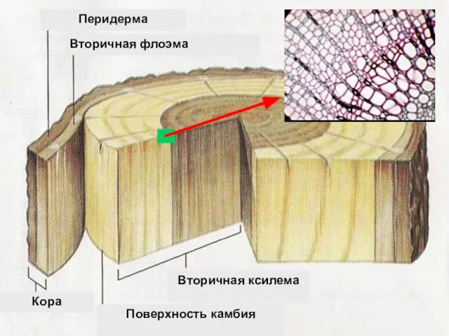 Вторичная ксилема Поверхность камбия Кора Перидерма Вторичная флоэма