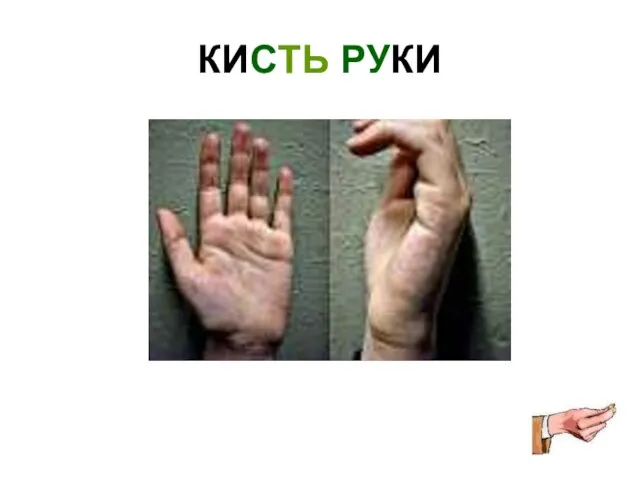 КИСТЬ РУКИ