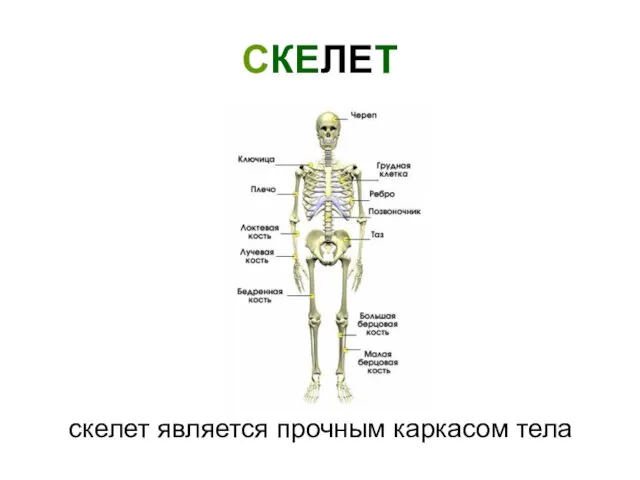 СКЕЛЕТ скелет является прочным каркасом тела