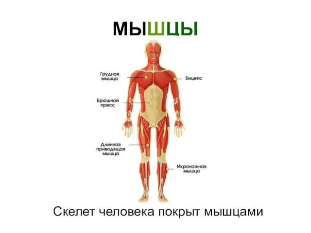 МЫШЦЫ Скелет человека покрыт мышцами