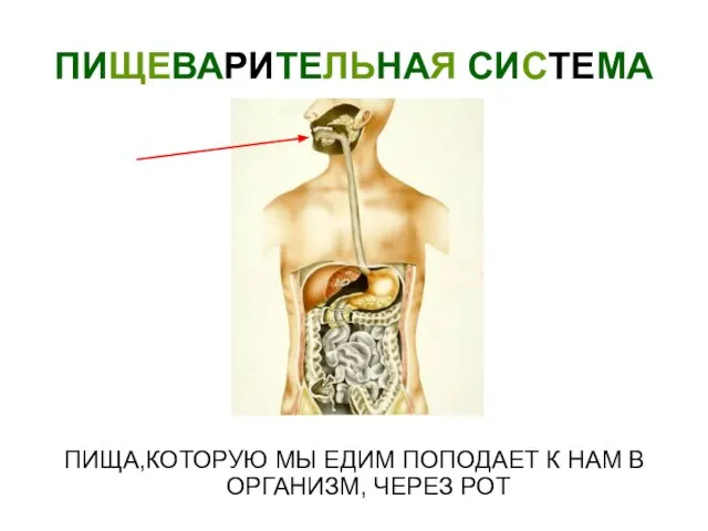 ПИЩЕВАРИТЕЛЬНАЯ СИСТЕМА ПИЩА,КОТОРУЮ МЫ ЕДИМ ПОПОДАЕТ К НАМ В ОРГАНИЗМ, ЧЕРЕЗ РОТ