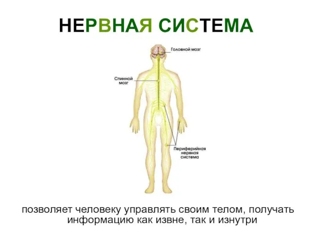 НЕРВНАЯ СИСТЕМА позволяет человеку управлять своим телом, получать информацию как извне, так и изнутри