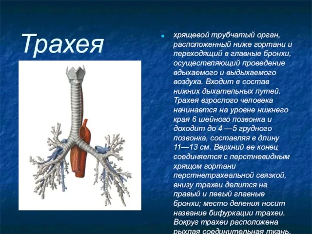 Трахея хрящевой трубчатый орган, расположенный ниже гортани и переходящий в главные бронхи,