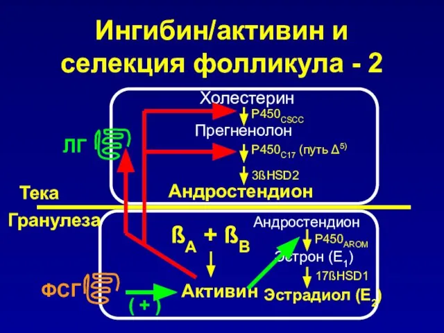 Холестерин Андростендион Прегненолон Тека Гранулеза ßA + ßB Активин ЛГ ФСГ Ингибин/активин