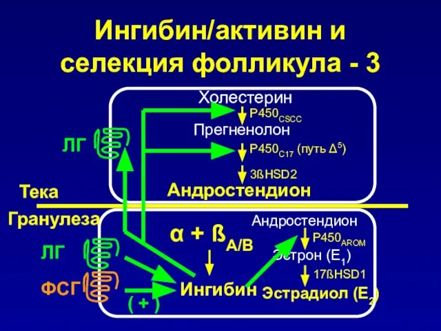 Холестерин Андростендион Прегненолон Тека Гранулеза α + ßA/B Ингибин ЛГ ФСГ Ингибин/активин