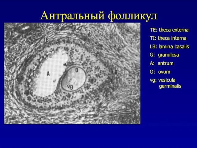 Антральный фолликул TE: theca externa TI: theca interna LB: lamina basalis G: