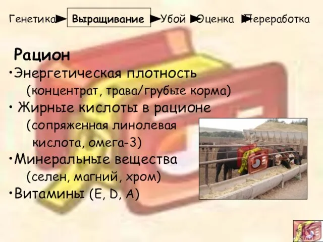 Генетика Выращивание Убой Оценка Переработка Рацион Энергетическая плотность (концентрат, трава/грубые корма) Жирные