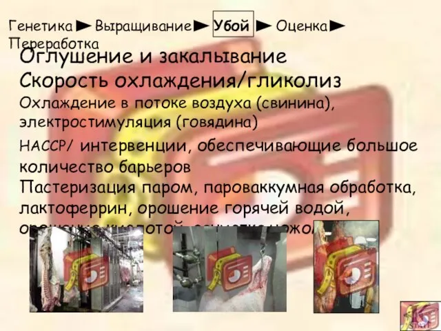 Генетика Выращивание Убой Оценка Переработка Оглушение и закалывание Скорость охлаждения/гликолиз Охлаждение в