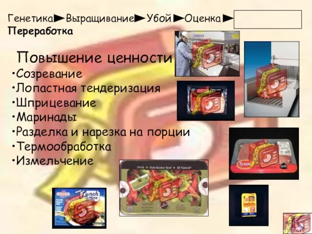 Генетика Выращивание Убой Оценка Переработка Повышение ценности Созревание Лопастная тендеризация Шприцевание Маринады