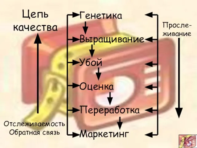 Генетика Выращивание Убой Оценка Переработка Маркетинг Отслеживаемость Обратная связь Цепь качества Просле- живание