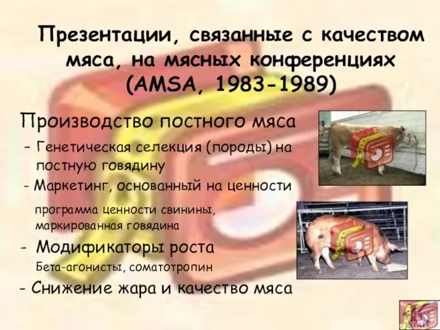 Производство постного мяса - Генетическая селекция (породы) на постную говядину - Маркетинг,