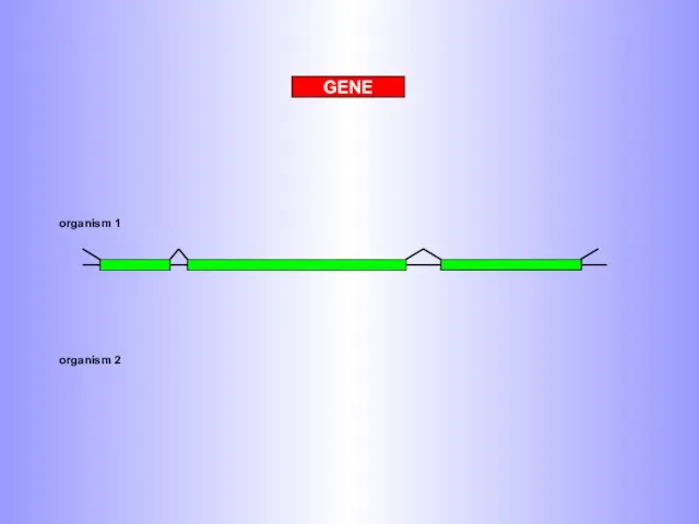 GENE organism 1 organism 2