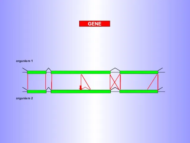 GENE organism 1 organism 2