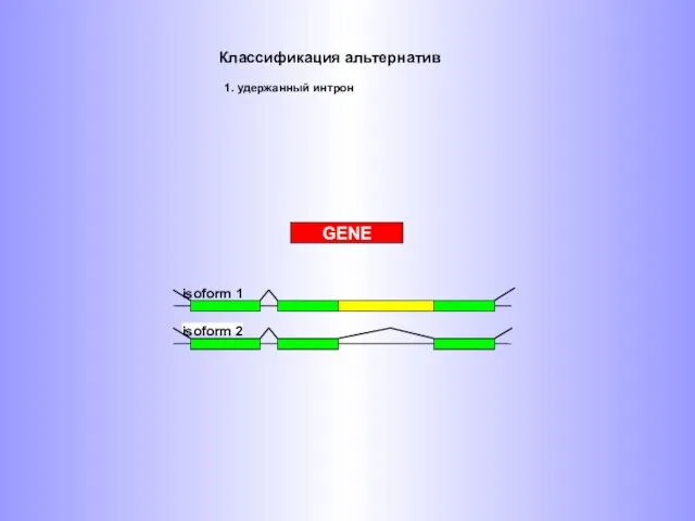 GENE Классификация альтернатив 1. удержанный интрон