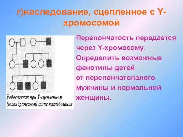 г)наследование, сцепленное с Y-хромосомой Перепончатость передается через Y-хромосому. Определить возможные фенотипы детей