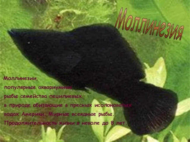 Моллинезия Моллинезии, популярные аквариумные рыбы семейства пецилиевых, в природе обитающие в пресных