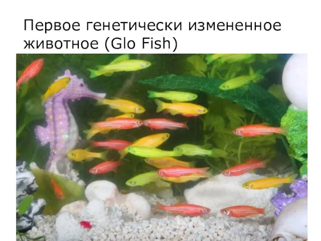 Первое генетически измененное животное (Glo Fish)
