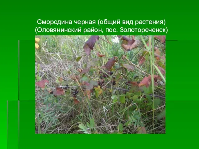 Смородина черная (общий вид растения) (Оловянинский район, пос. Золотореченск)