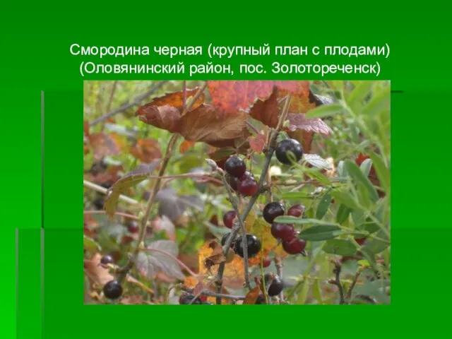 Смородина черная (крупный план с плодами) (Оловянинский район, пос. Золотореченск)