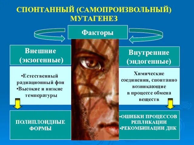 Факторы Внешние (экзогенные) Внутренние (эндогенные) Естественный радиационный фон Высокие и низкие температуры