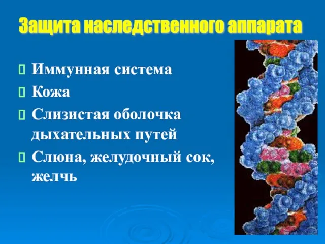 Иммунная система Кожа Слизистая оболочка дыхательных путей Слюна, желудочный сок, желчь Защита наследственного аппарата