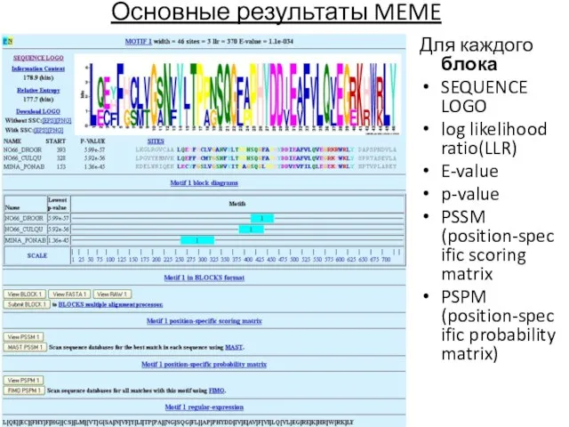 Основные результаты MEME Для каждого блока SEQUENCE LOGO log likelihood ratio(LLR) E-value