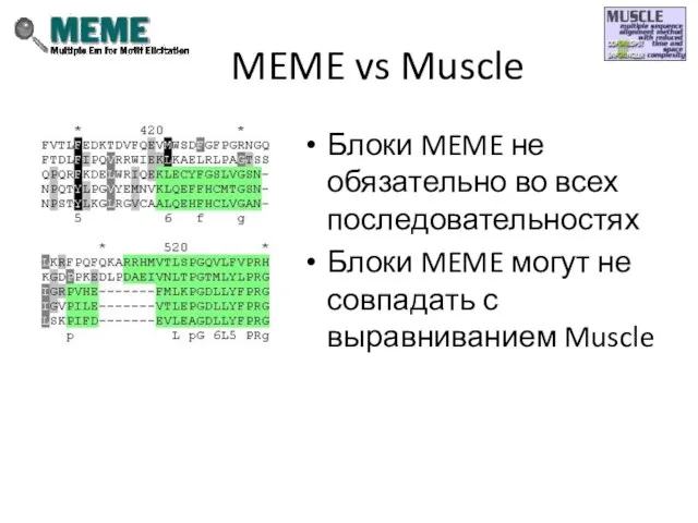 MEME vs Muscle Блоки MEME не обязательно во всех последовательностях Блоки MEME