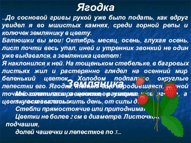 Ягодка ...До сосновой гривы рукой уже было подать, как вдруг увидел я