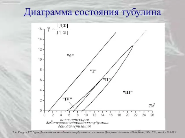 Диаграмма состояния тубулина Е.А. Катруха, Г.Т. Гурия, Динамические нестабильности тубулинового цитоскелета. Диаграмма