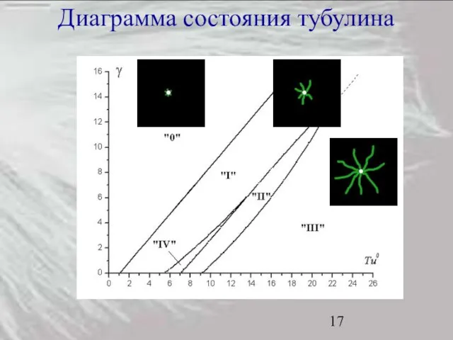 Диаграмма состояния тубулина