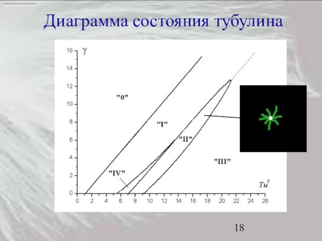 Диаграмма состояния тубулина