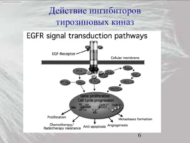 Действие ингибиторов тирозиновых киназ