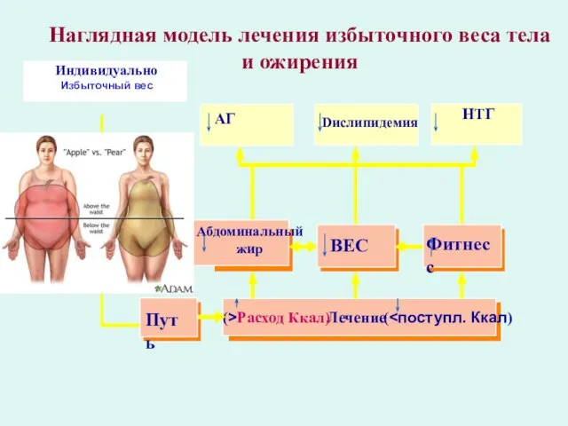 Наглядная модель лечения избыточного веса тела и ожирения Индивидуально Избыточный вес Лечение