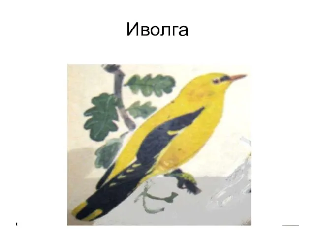 Иволга