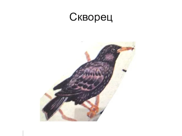 Скворец